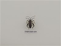 藏品(半翅目(1))的圖片